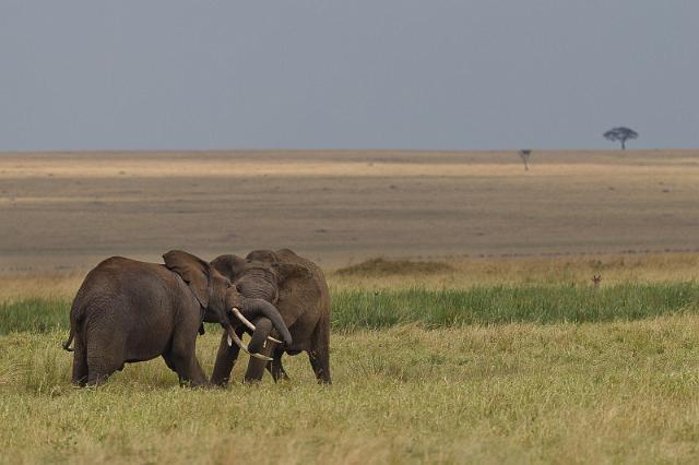 058 Kenia, Masai Mara, vechtende olifanten.jpg